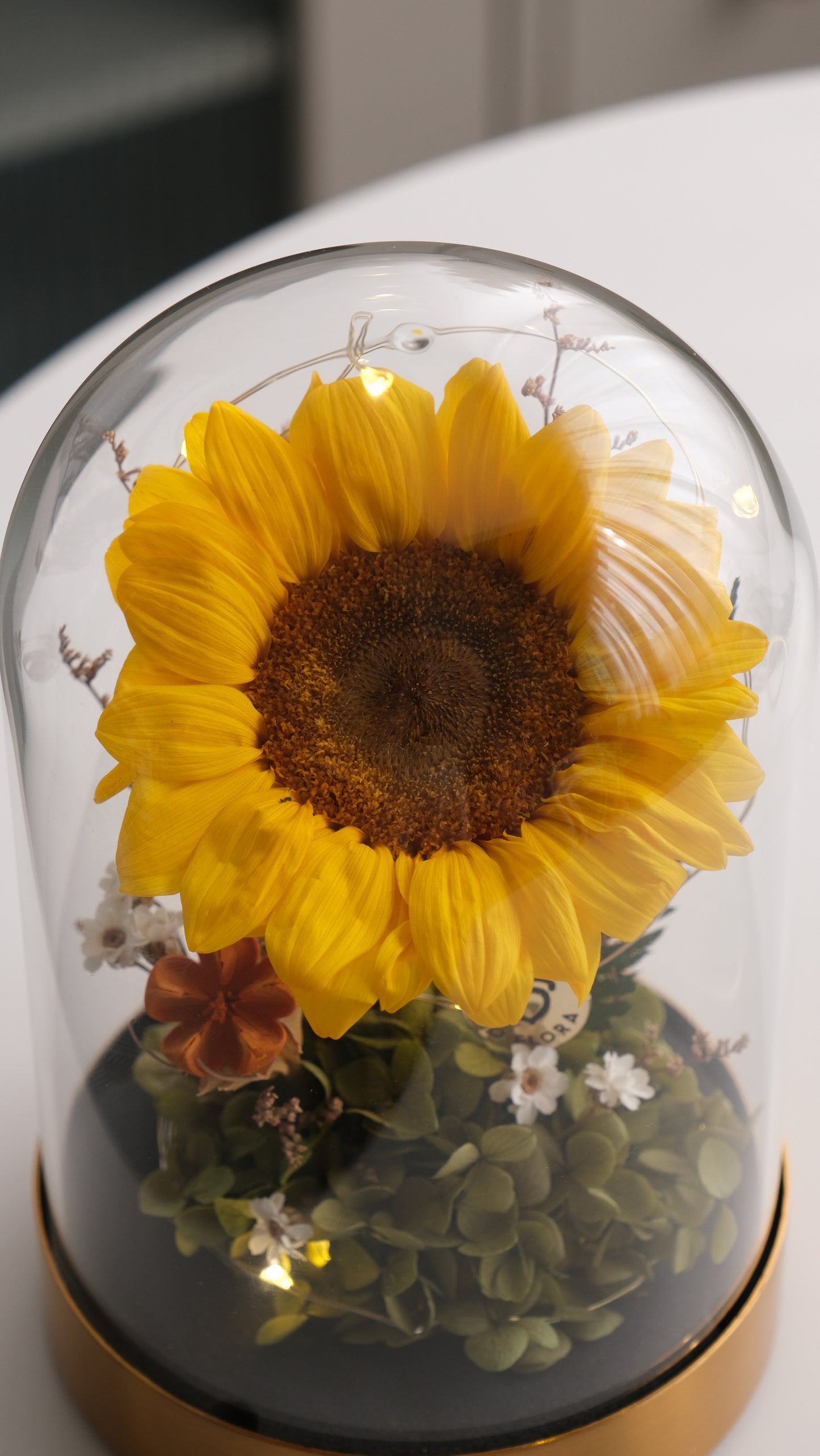 Preserved Sunflower Belljar