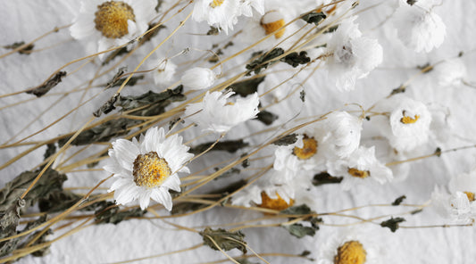 Preserved Flowers vs Dried Flowers: How Do They Differ?